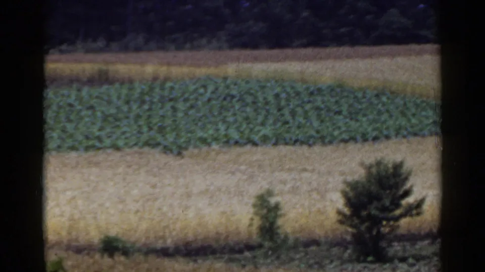 1953 Japan home-movie frame showing layered agricultural fields with green crops, golden grain, small trees, and wooded hills.