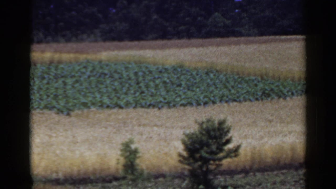 Rural Japan landscape in a 1953 8mm frame, with green crop rows, grain fields, small trees, and a wooded background.