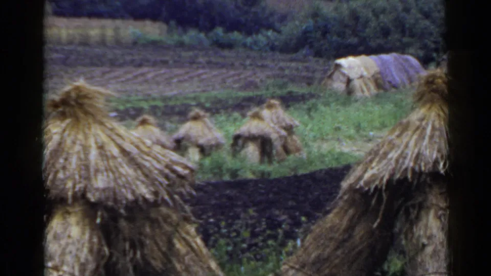 1953 Japan village view with straw-roofed structures, tilled land, green vegetation, trees, and distant people near the homes.