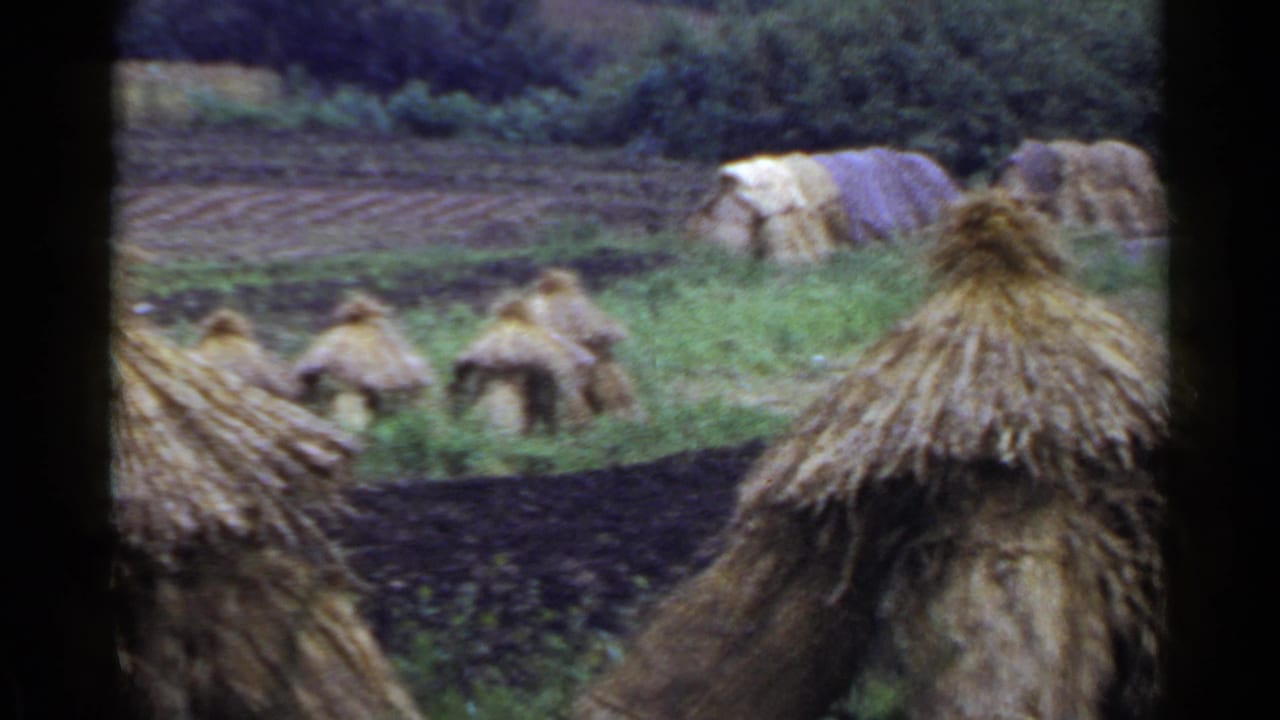 Thatched roof forms and straw bundles beside tilled fields and green vegetation.