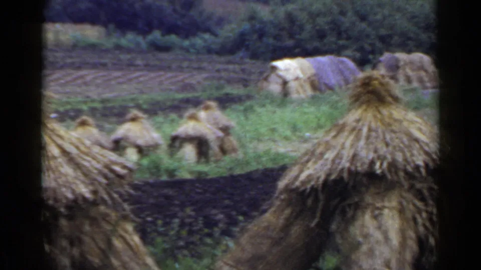 1953 Japan 8mm frame showing thatched rural structures, stacked straw, dark cultivated soil, and dense greenery beyond the field.