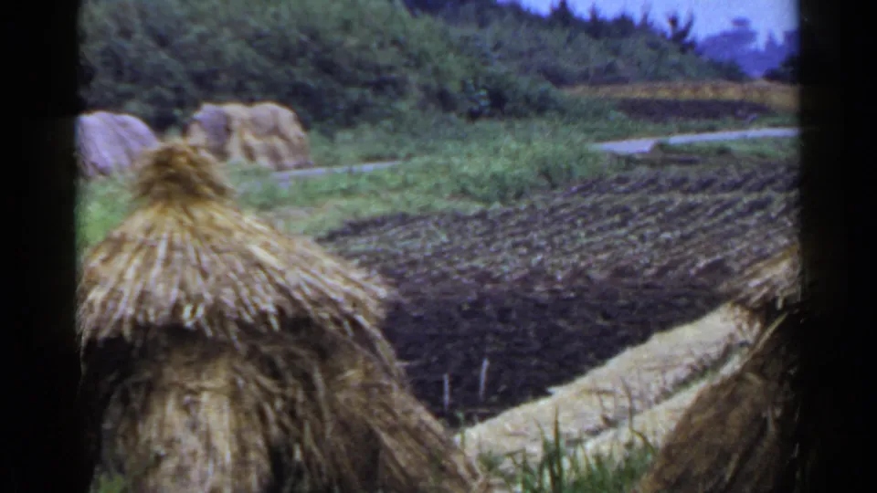 1953 Japan rural frame with a thatched roof in the foreground, dark cultivated soil, a narrow pale path, and dense green vegetation.