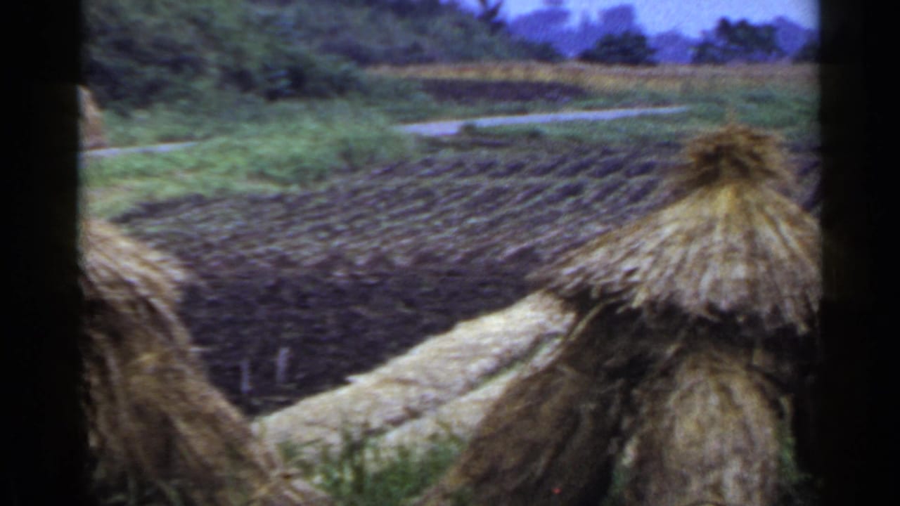1953 Japan rural field view with dark crop rows, pale harvested strips, straw-thatched stacks, and wooded hills beyond.
