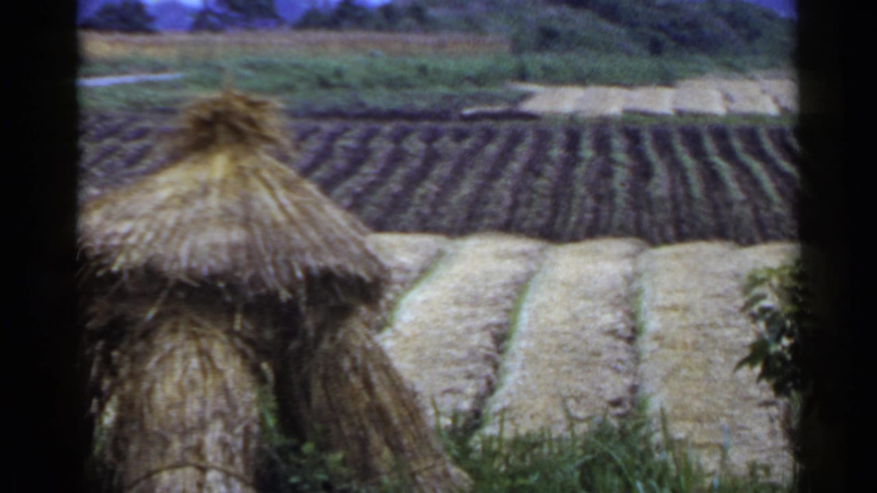 Thatched straw stack beside planted rows and pale harvested field sections.