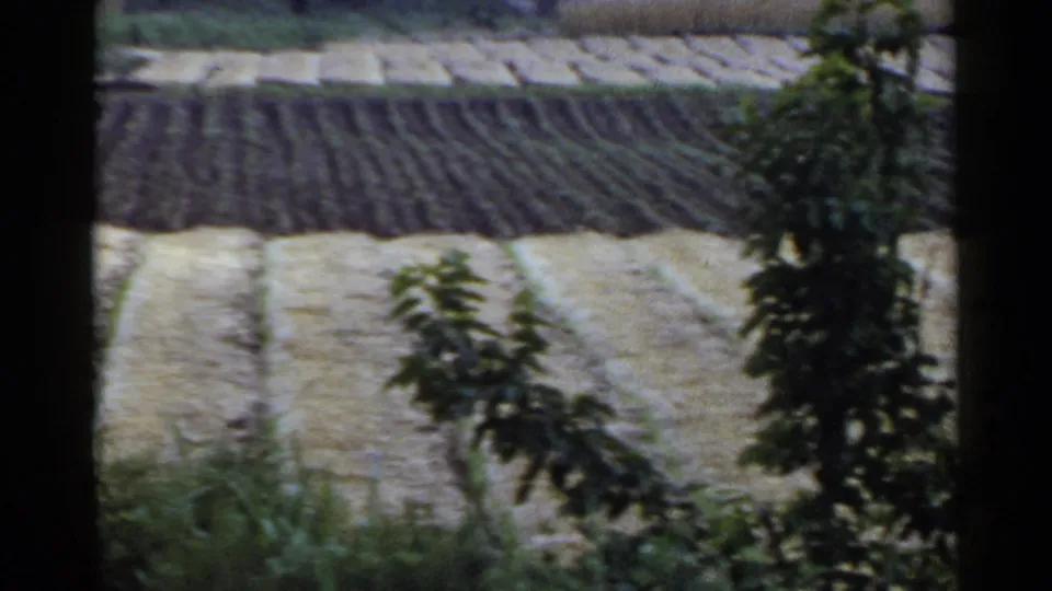 Rural Japan field view from 1953 showing crop rows, harvested strips, and leafy shrubs in the foreground.