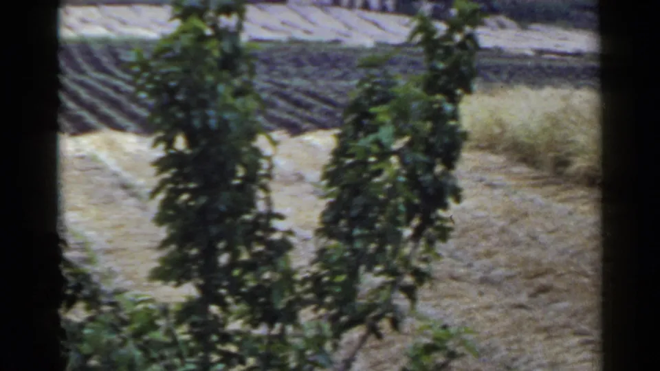 1953 Japan countryside frame with foreground shrubs, striped crop rows, and pale harvested field sections.