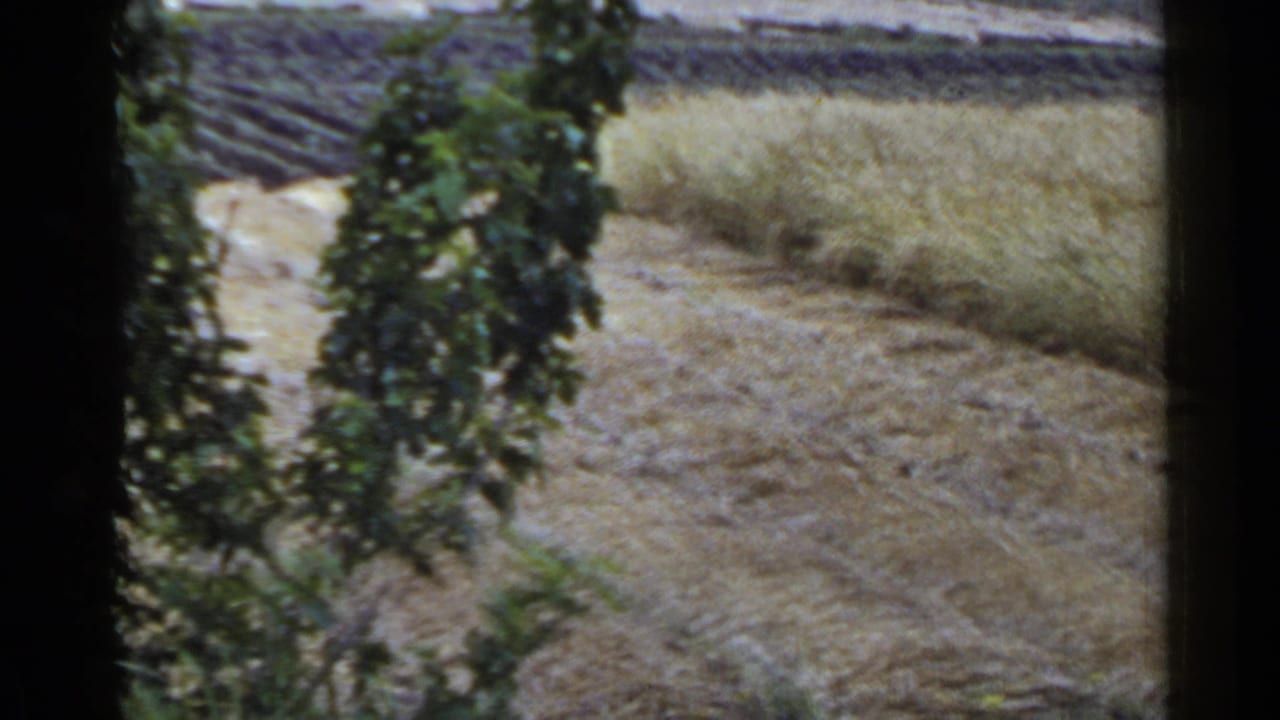 1953 Japan home-movie frame showing a rural grain field, plowed earth, and foliage viewed through a dark window-like frame.