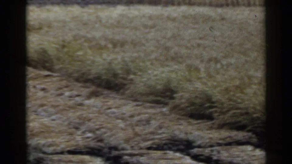 1953 Japan 8mm view of a rural field, with harvested crop rows, bare earth, and dark framing from the camera position.