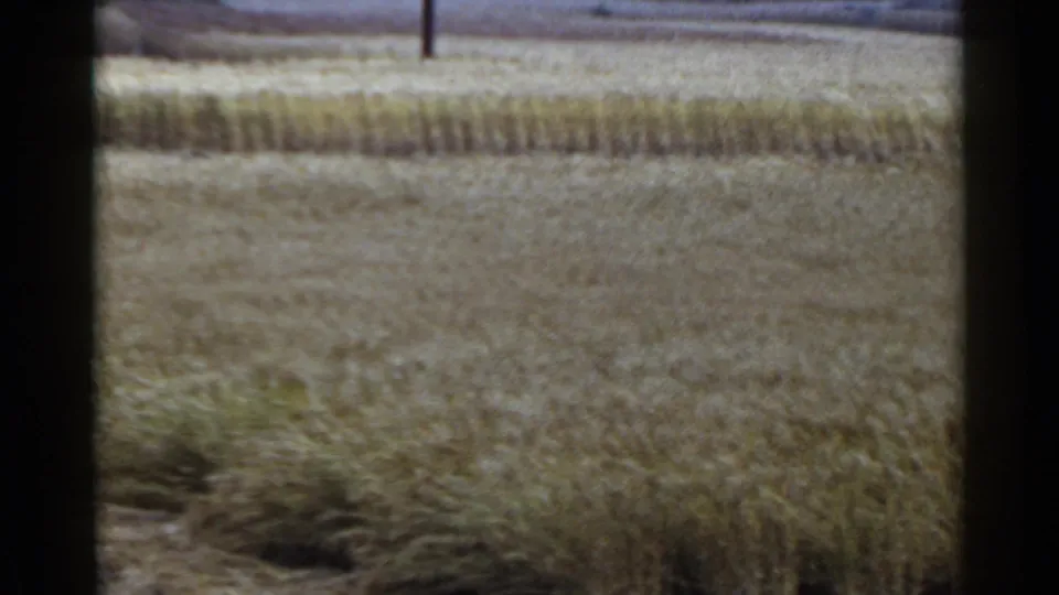 1953 Japan rural field view with harvested rows, pale ground, and a dark vertical foreground element crossing the frame.