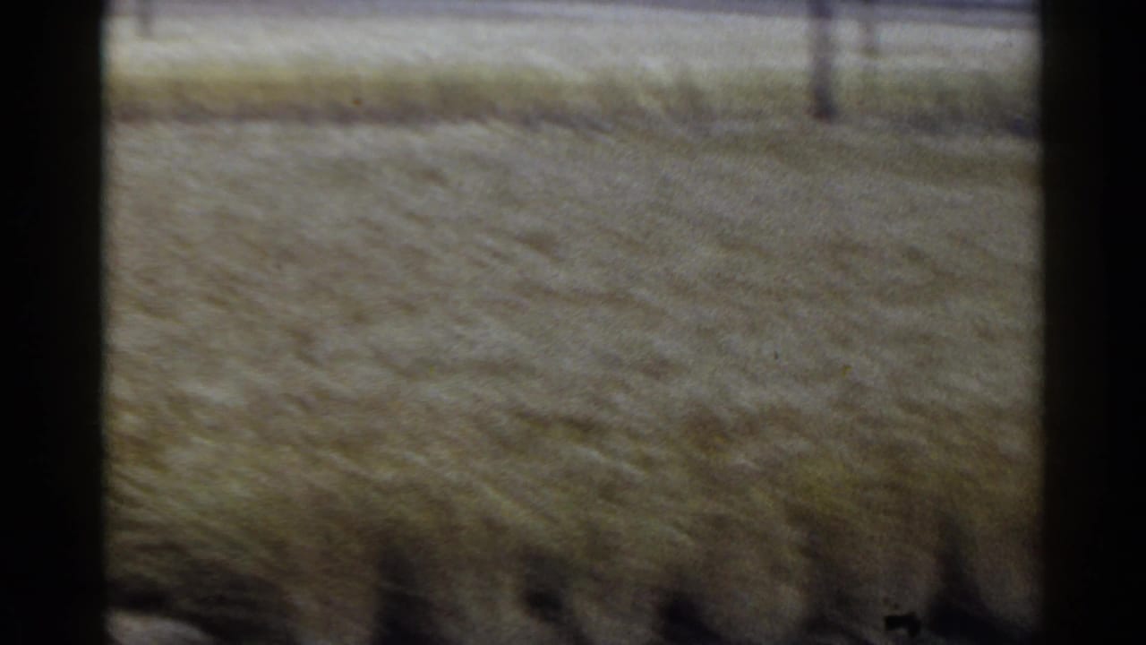 1953 Japan 8mm frame showing broad golden agricultural fields from a distance, with soft focus, film grain, and dark frame edges.