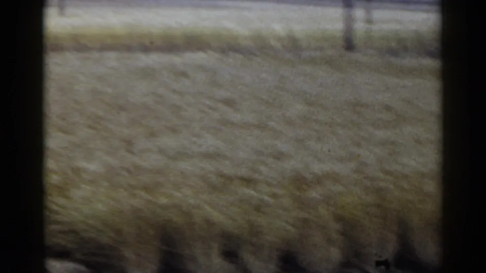 1953 Japan 8mm frame showing broad golden agricultural fields from a distance, with soft focus, film grain, and dark frame edges.