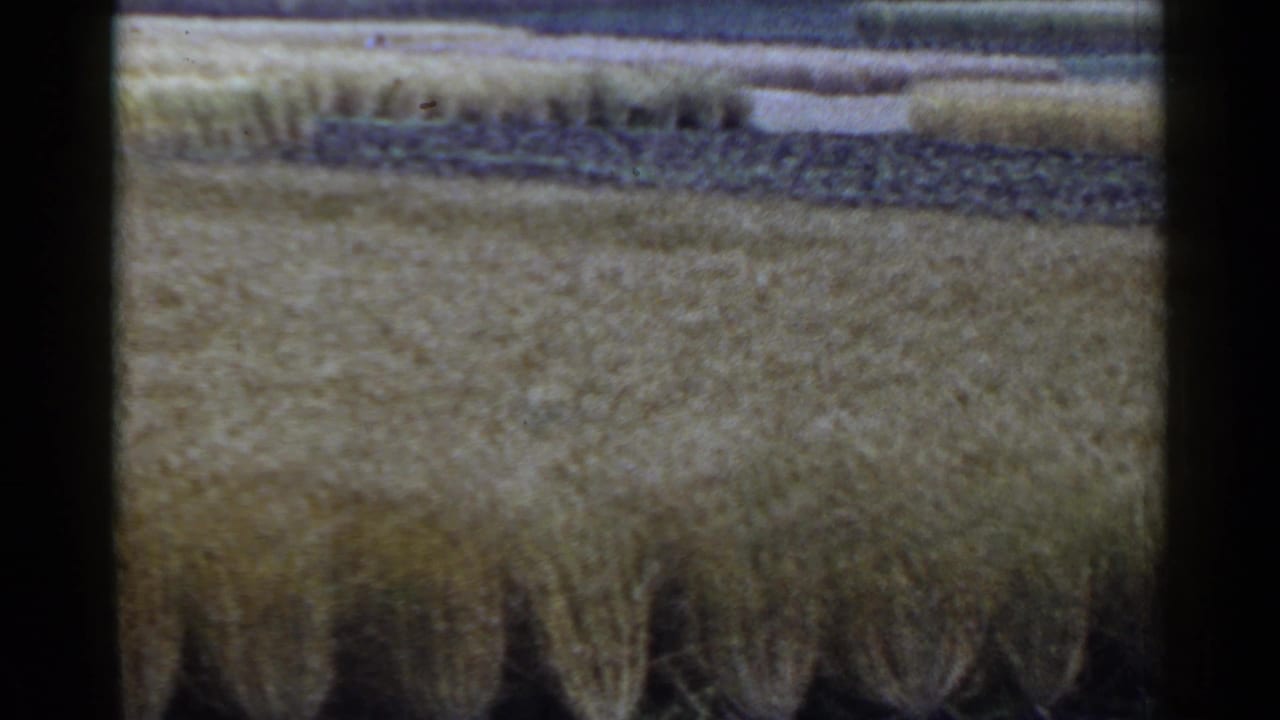 1953 Japan home-movie frame of layered agricultural fields, darker cultivated rows, and low background hills seen from far away.
