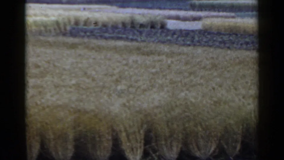 1953 Japan home-movie frame of layered agricultural fields, darker cultivated rows, and low background hills seen from far away.