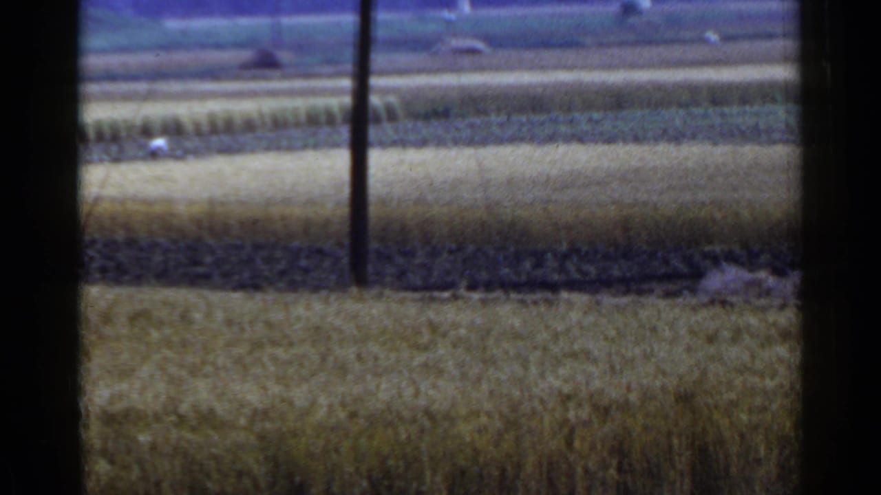 Golden farm fields with a dark utility pole and distant pale shapes under open sky.