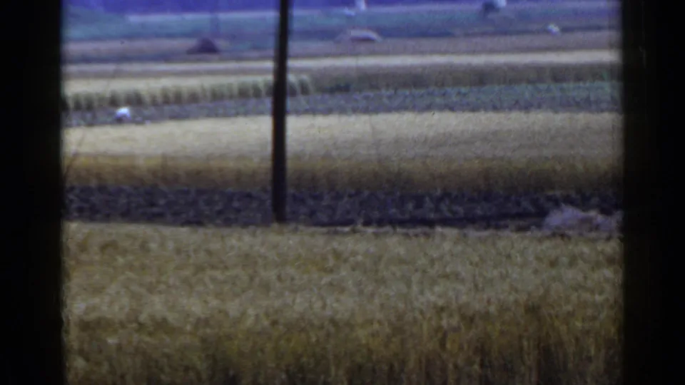 1953 Japan home-movie frame showing golden rural fields divided by darker rows, with a utility pole in the foreground.