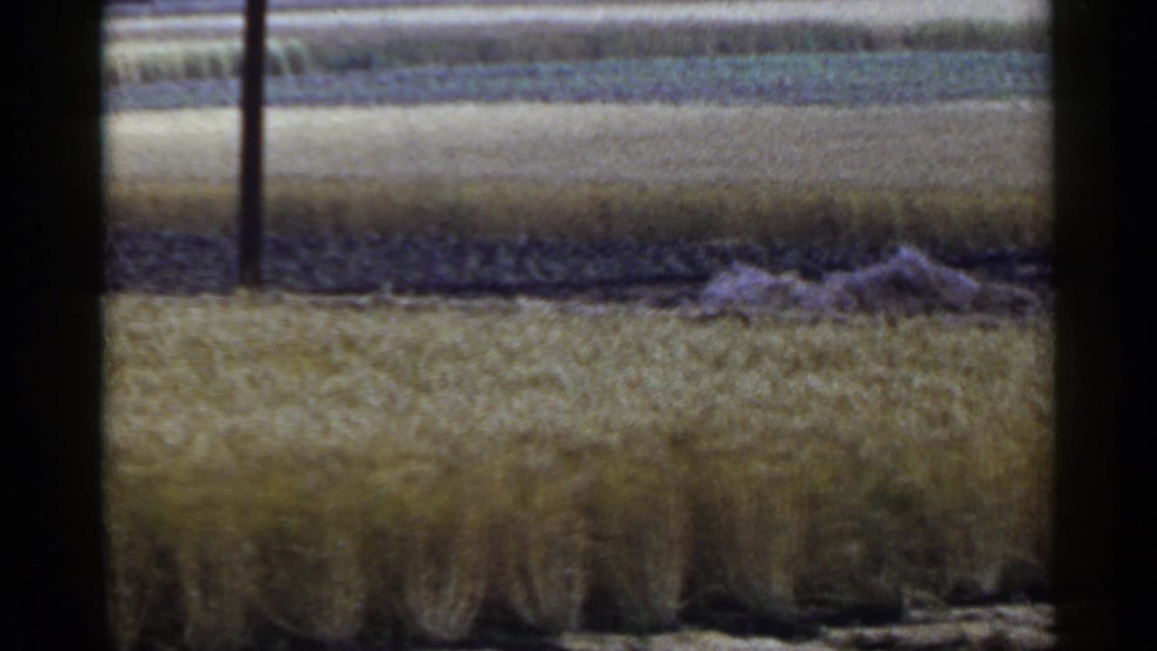 1953 Japan rural field view with horizontal crop bands, a dark pole, and a small pile near the field margin.