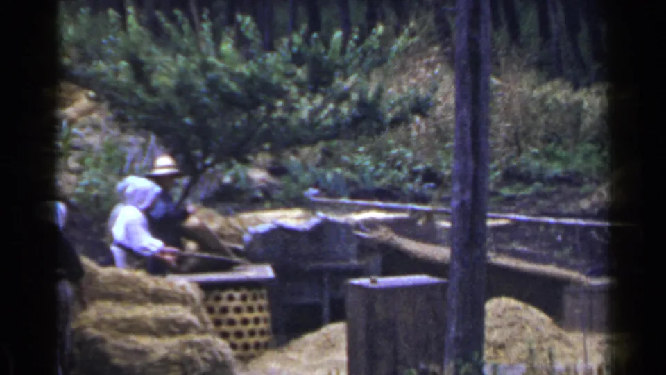 1953 Japan home-movie frame with a woman bending near hay and a straw-hatted man working close to wooden structures and greenery.