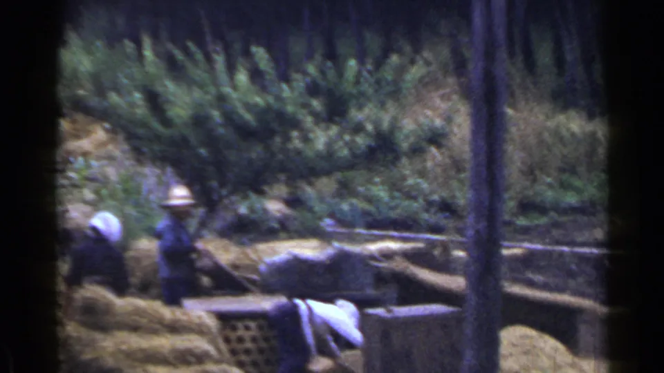 1953 Japan home-movie frame with adults bending and standing around hay or grain piles, wooden bins, rails, and trees.