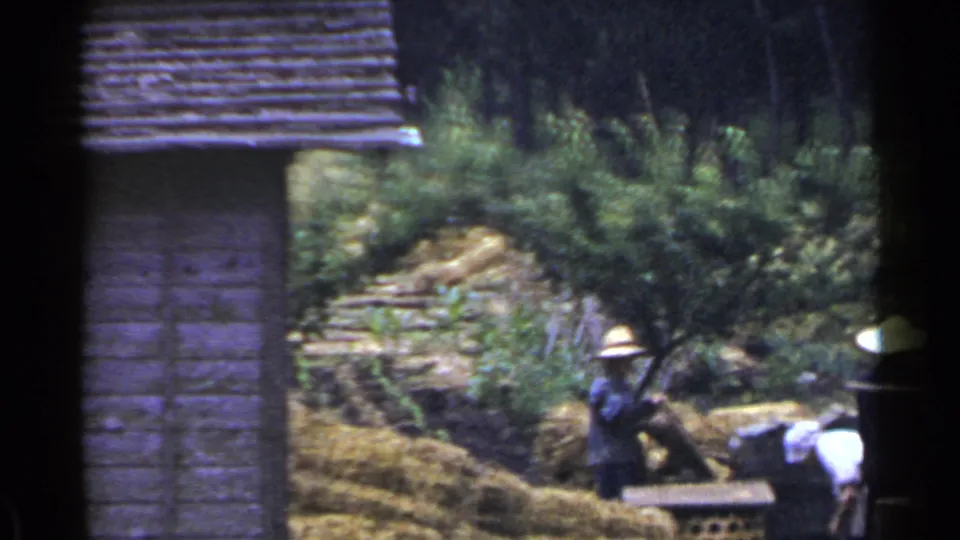 1953 Japan rural scene with workers in wide-brimmed hats near straw bundles, greenery, and a wooden building edge.