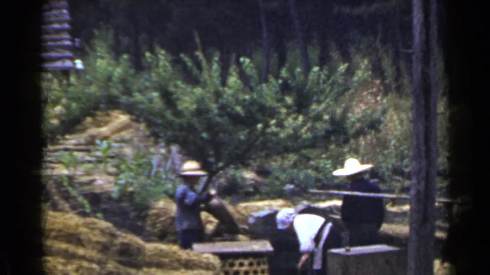 1953 Japan farm scene with several distant workers, straw or hay bundles, greenery, and a tree trunk in the foreground.