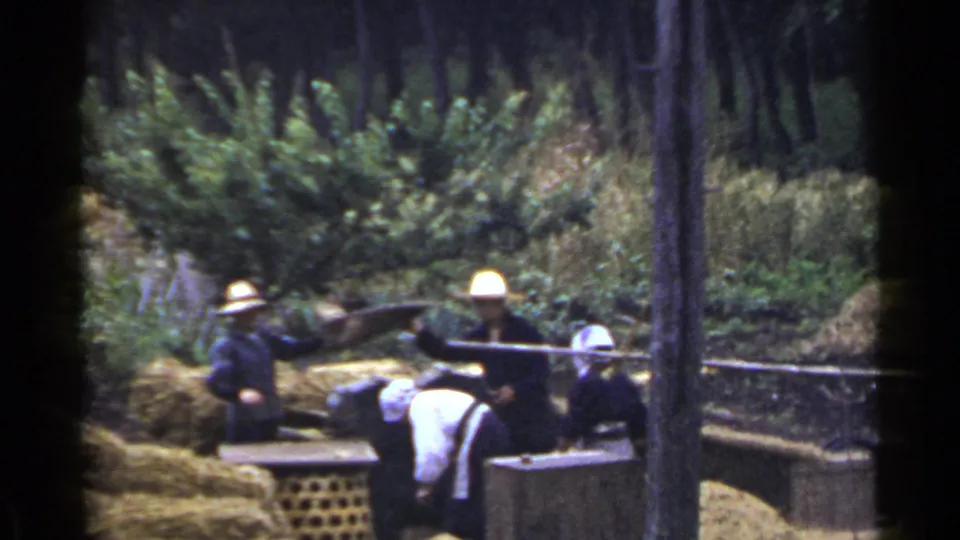 1953 Japan home-movie frame showing distant farm workers around straw bundles, with trees, shrubs, and hillside vegetation behind them.