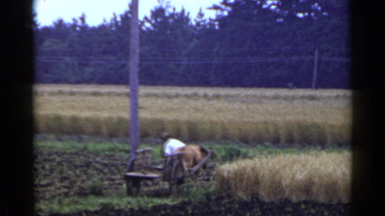 Farmer beside a horse-drawn cart at the edge of a wheat field with trees and utility poles behind.