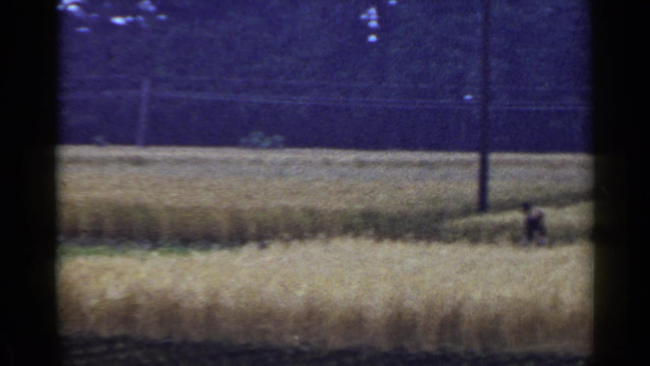 1953 Japan 8mm frame showing a broad golden wheat field with a distant worker-like figure, utility poles, and dark trees beyond.