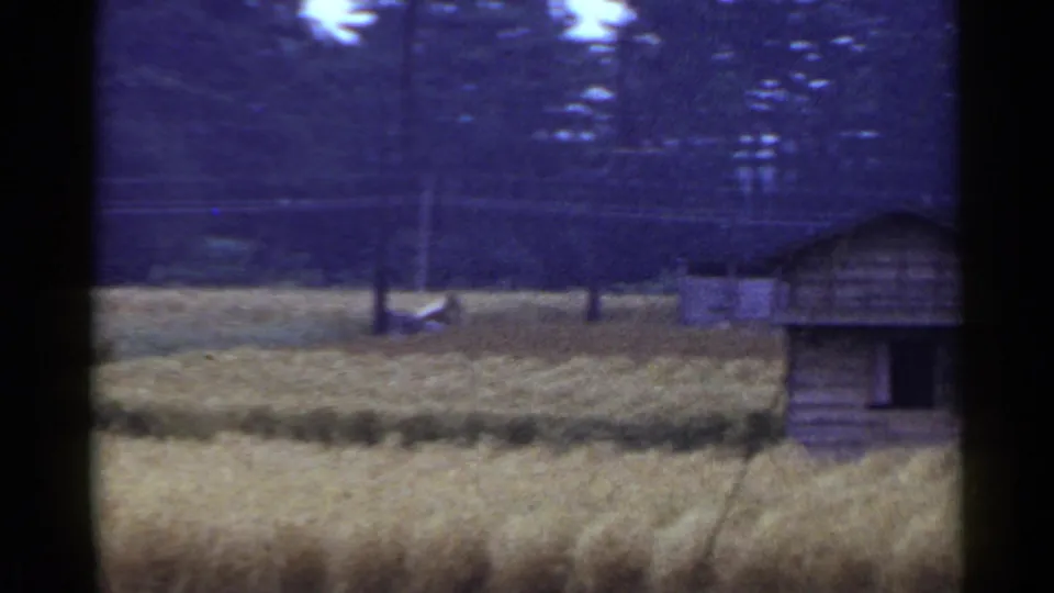 1953 Japan 8mm frame showing wheat in the foreground, a wooden farm building, utility poles, and a dark tree line beyond.