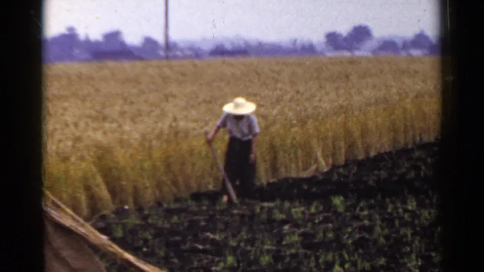 A 1953 Japan rural field scene shows a worker in a straw hat tending soil beside a tall golden crop.