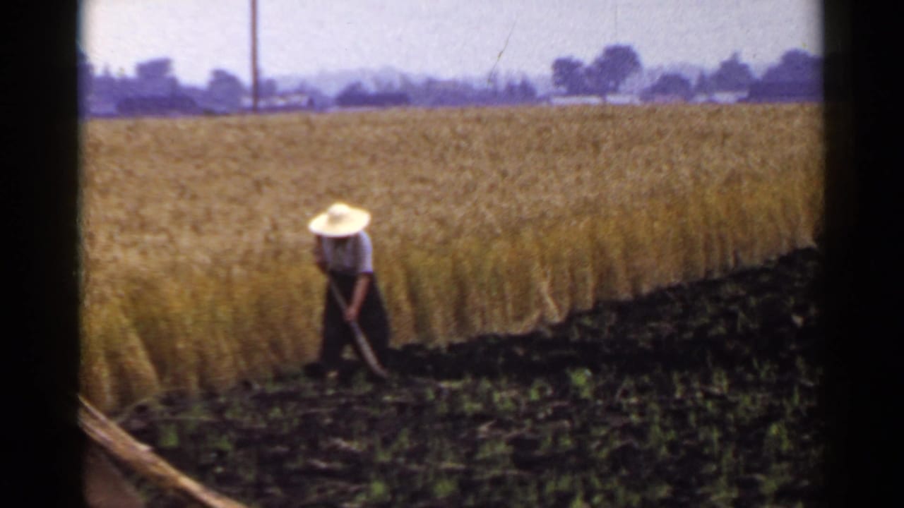 Farmer bends over a hoe in dark soil beside a grain field.