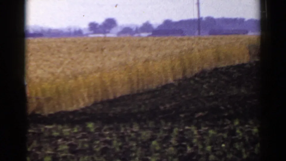 1953 Japan rural frame showing a golden wheat field bordered by dark tilled soil and distant trees.