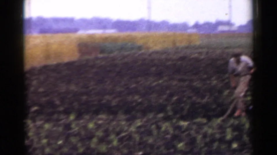 1953 Japan home-movie frame with a farmer at frame edge hoeing dark soil beside a golden field.