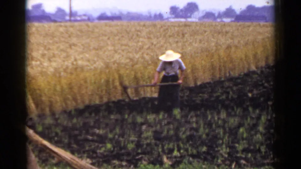 1953 Japan frame showing a farmer in a wide-brimmed hat hoeing dark soil at the edge of a golden grain field.