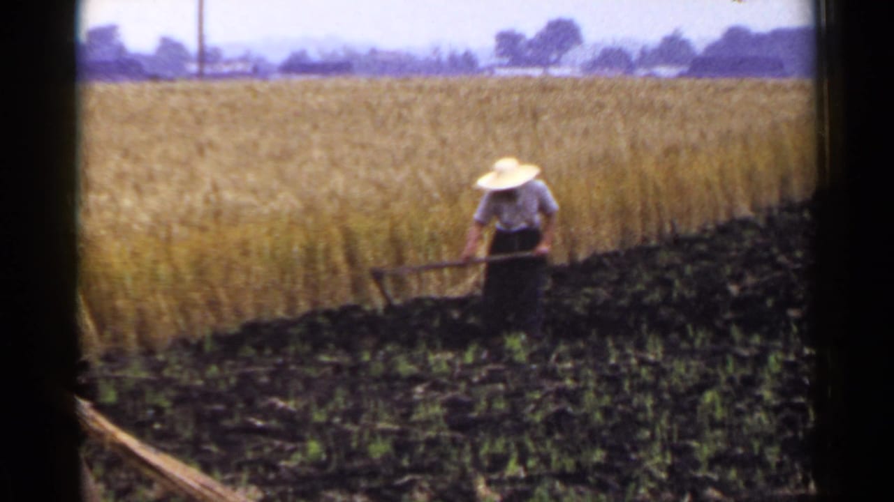 Woman in a straw hat hoeing dark soil beside a golden field.