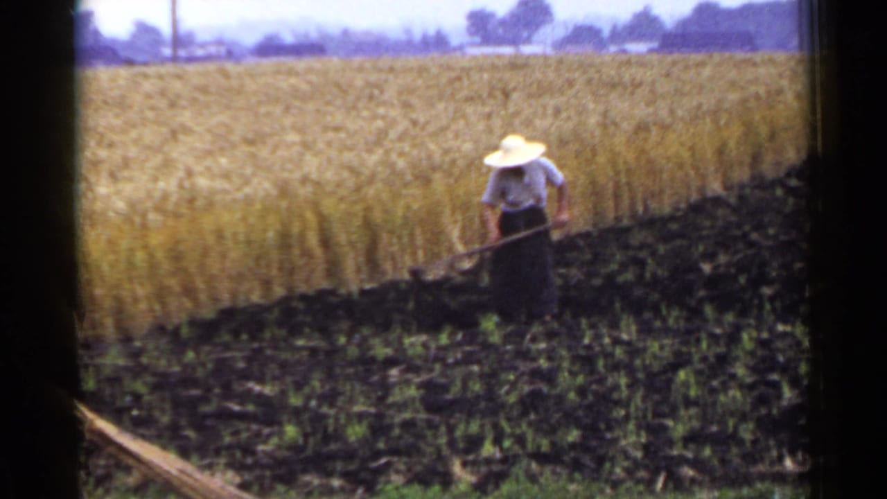 A rural worker in 1953 Japan bends over a hoe while tending dark ridged soil beside a golden field.