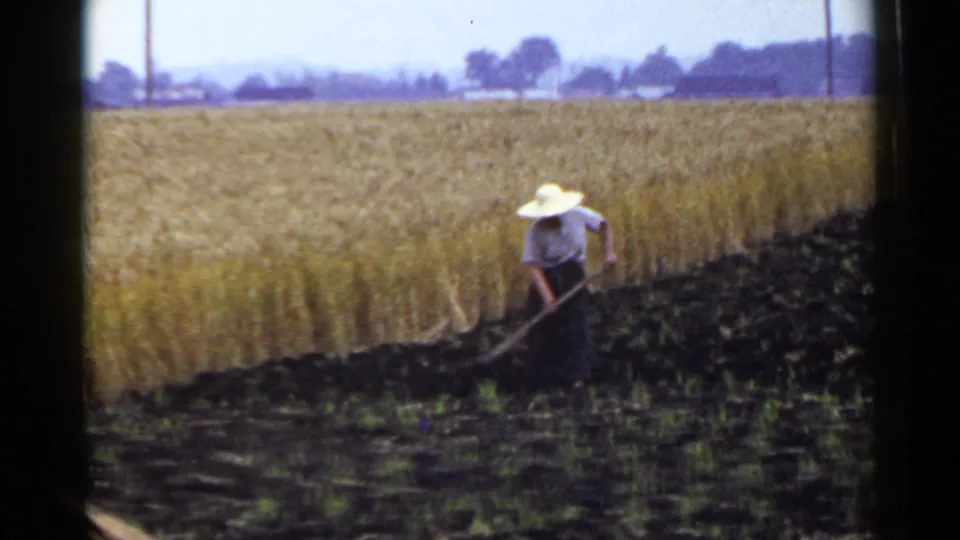 A woman farmer in 1953 Japan bends into the work of hoeing dark soil at the edge of a tall grain field.