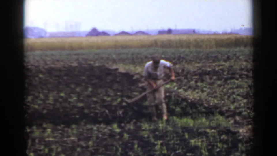 1953 Japan 8mm frame of a man using a long hand tool in a rural field, with golden crops and low buildings behind him.