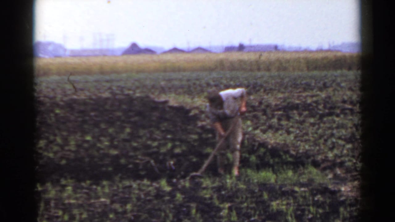 In 1953 Japan, a farmer in light clothing bends over a hoe while working dark soil near green field growth and distant low buildings.