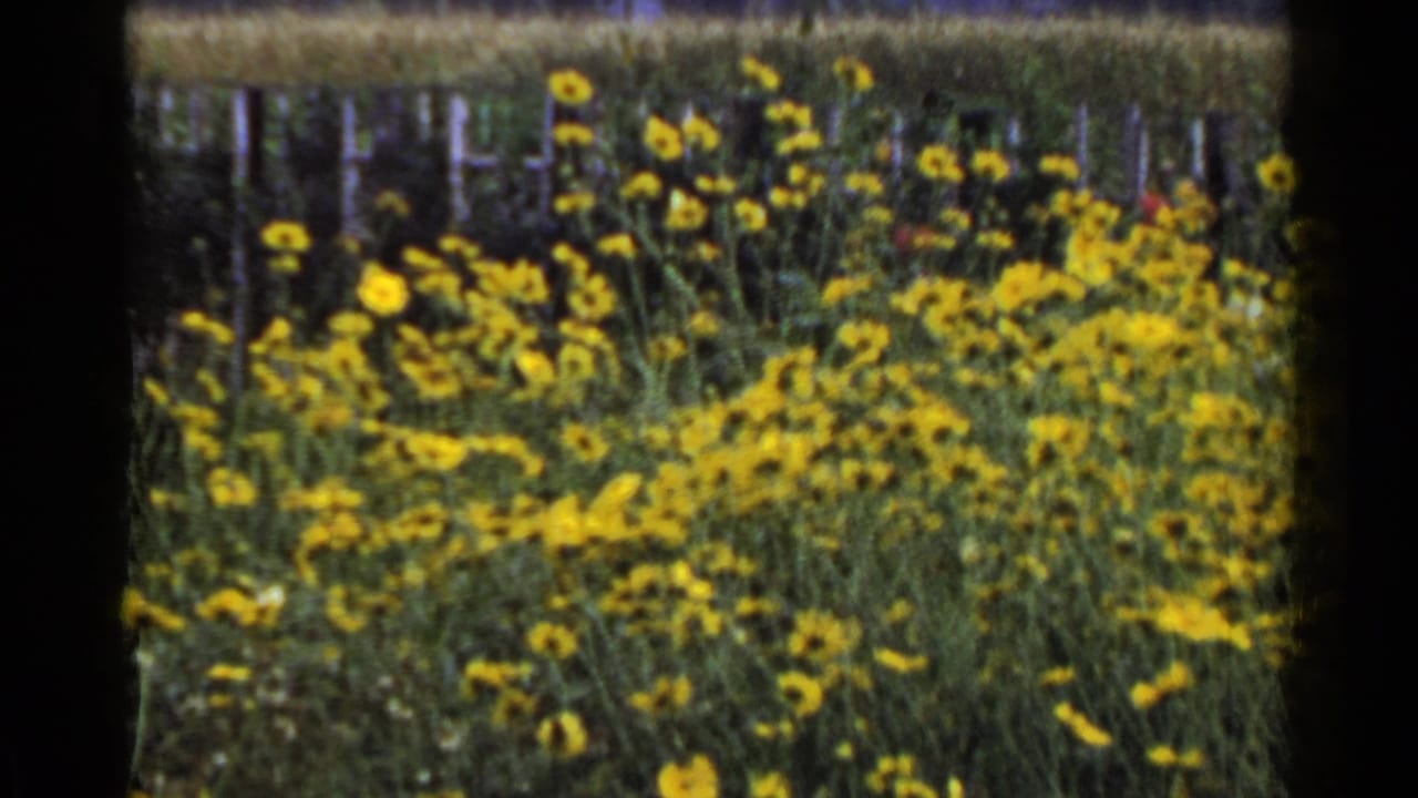 1953 Japan 8mm frame of yellow wildflowers clustered beside fence posts and tall roadside vegetation.