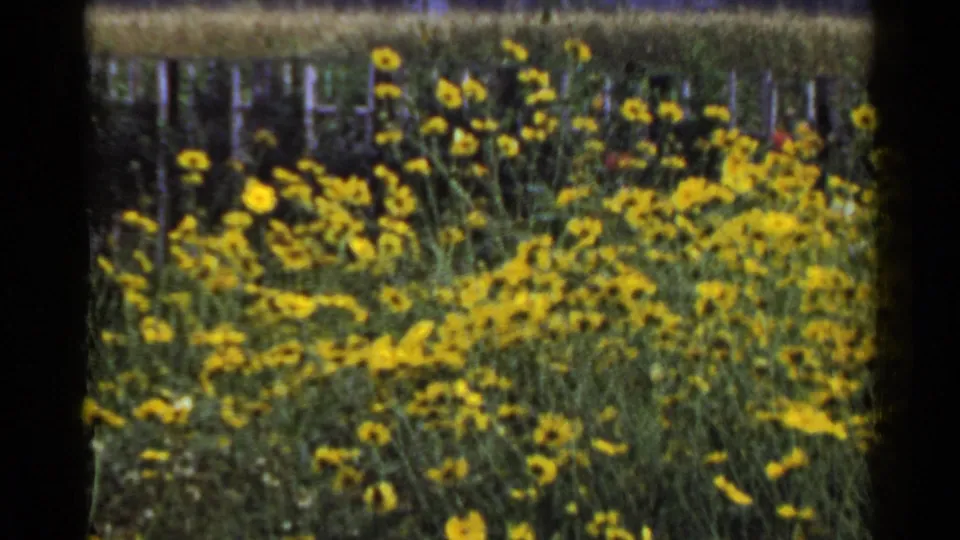 1953 Japan 8mm frame of yellow wildflowers clustered beside fence posts and tall roadside vegetation.