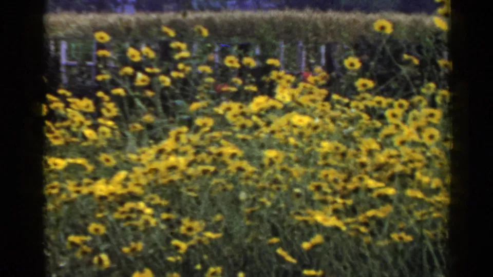 1953 Japan 8mm frame showing dense yellow flowers, green roadside growth, and a low fence in soft focus.