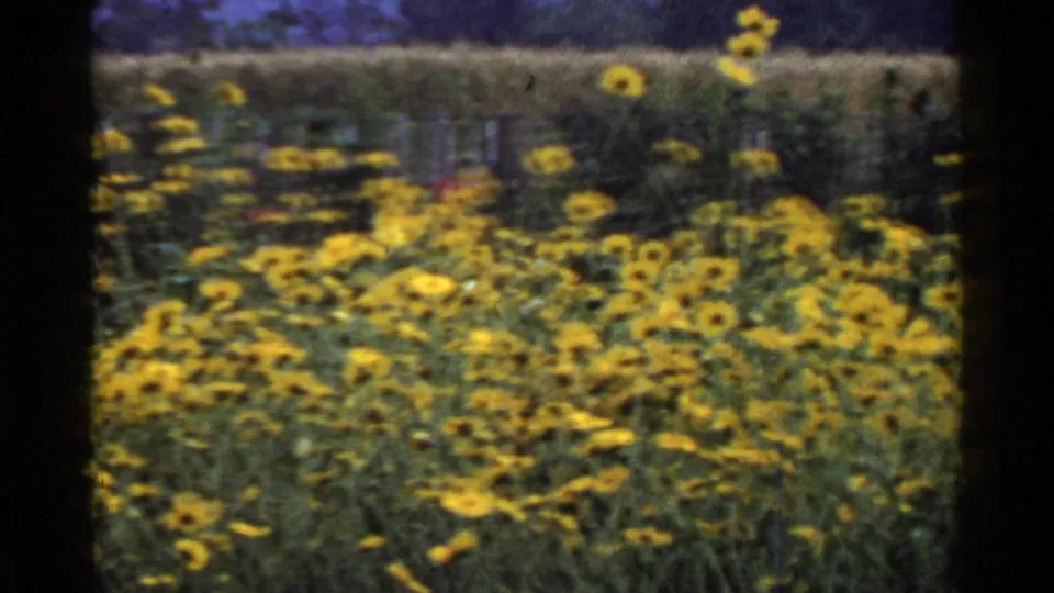 1953 Japan 8mm frame with a soft handheld view of yellow roadside flowers, fence posts, and blurred vegetation.