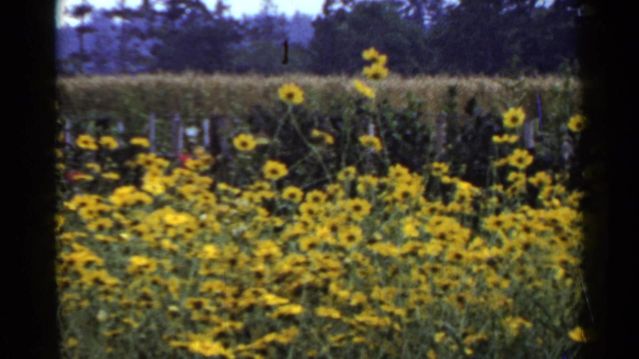 Yellow flowers in a field with taller blooms and trees beyond.