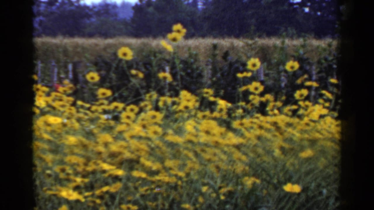 Dense yellow flowers sway in front of a field and tree line.