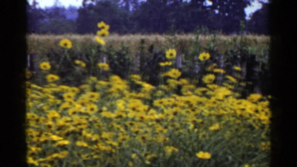 1953 Japan 8mm still showing a thick patch of yellow flowers, taller blooms, and muted trees behind the field.