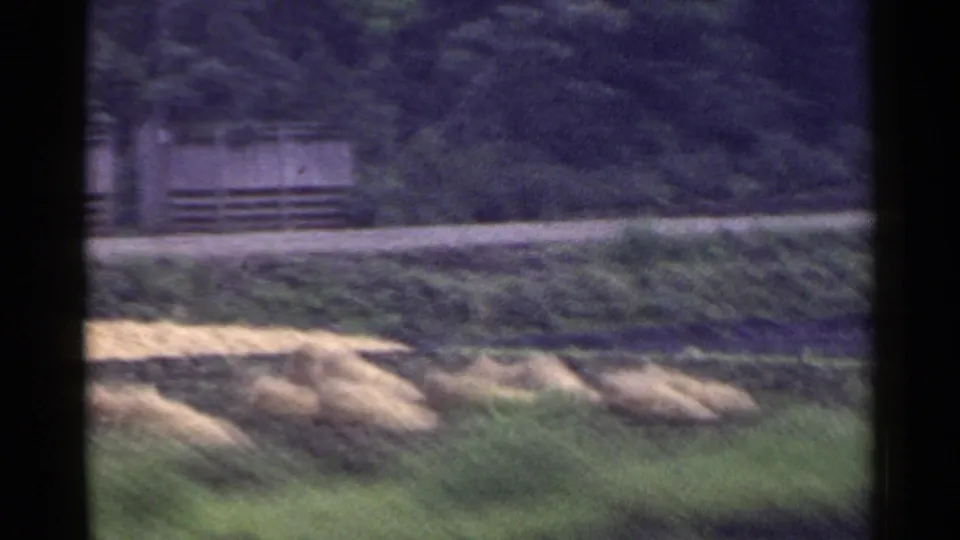 1953 Japan rural field with pale hay or crop piles, a wooden fence, dense trees, and a small indistinct farmer-like figure.