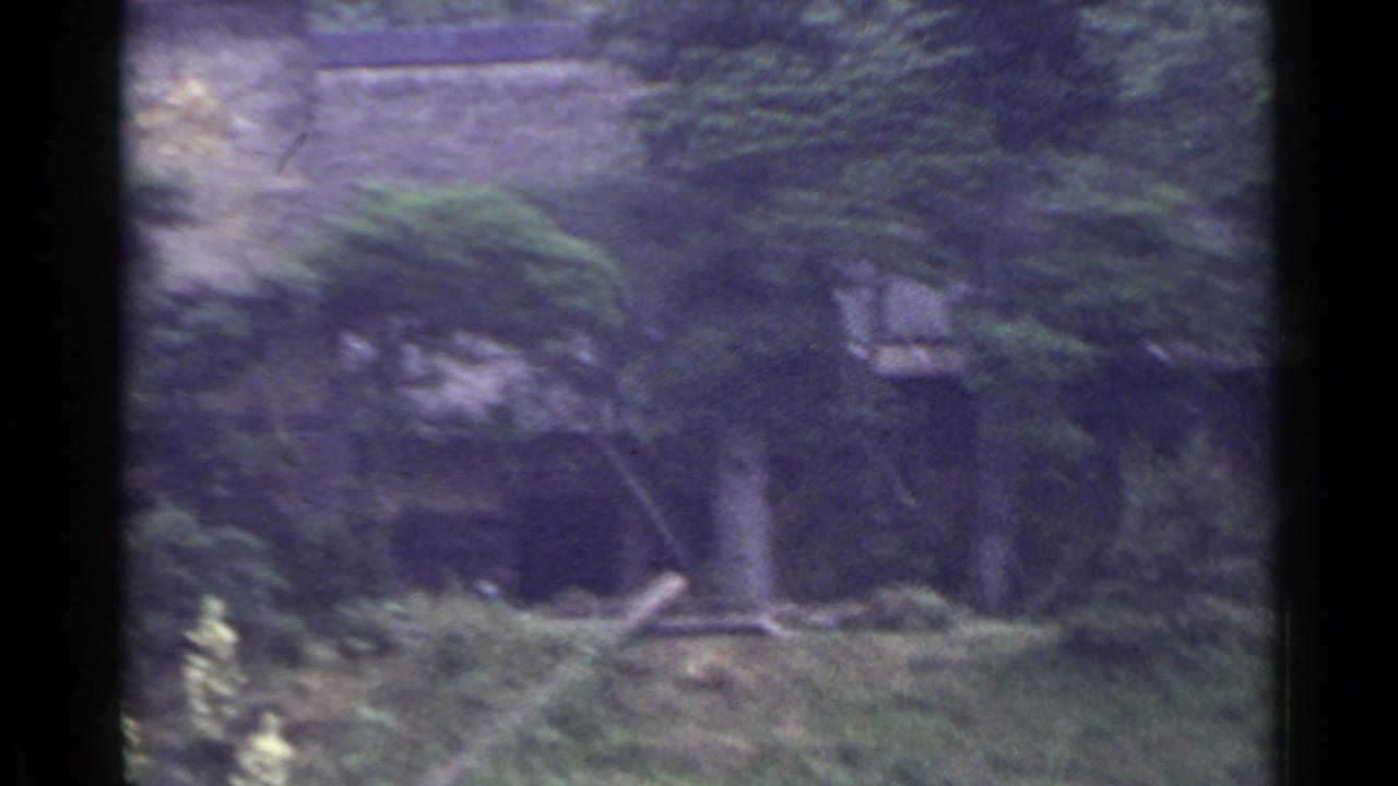 A house wall and dark opening sit behind trees and low vegetation.