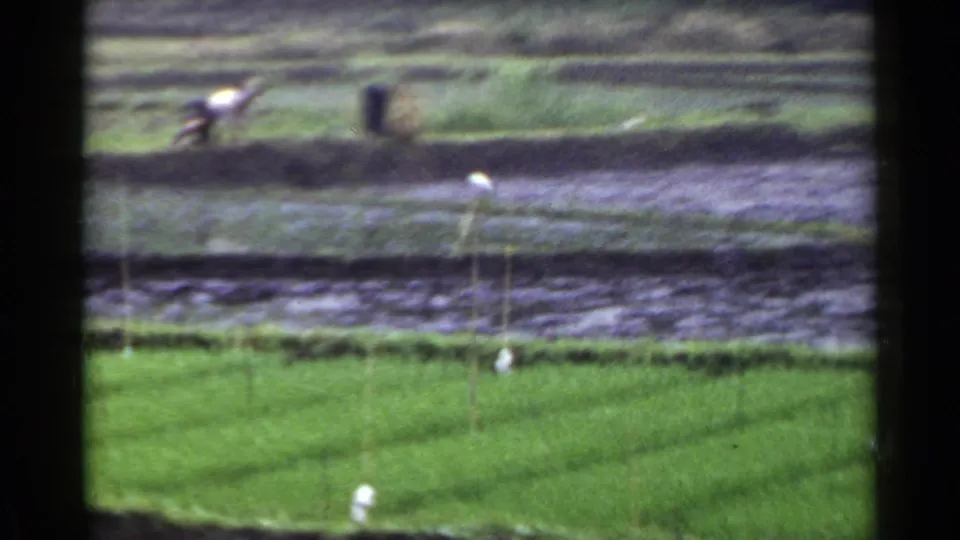 1953 Japan rural landscape frame showing terraced fields, wet ground, grass, and small pale birds or markers.