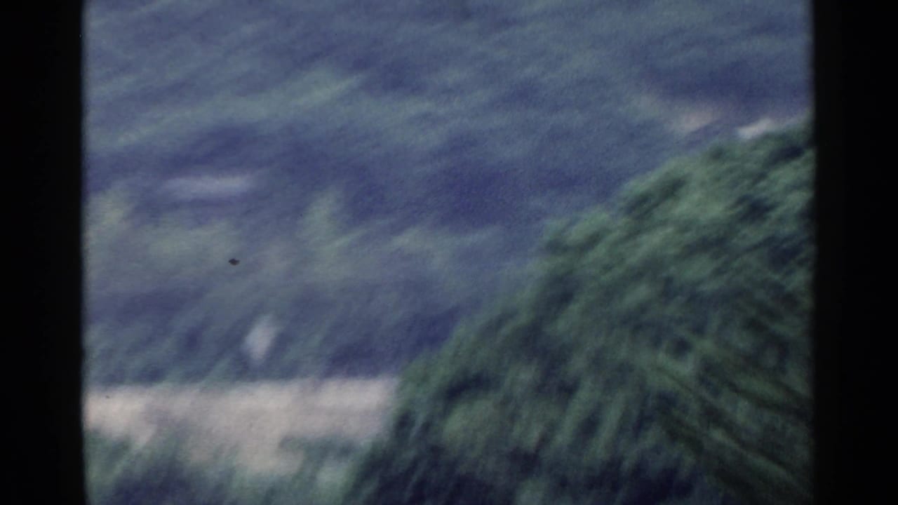 1953 Japan 8mm frame with a blurred hillside, pale roadside strip, and dense green tree seen from a moving vehicle.
