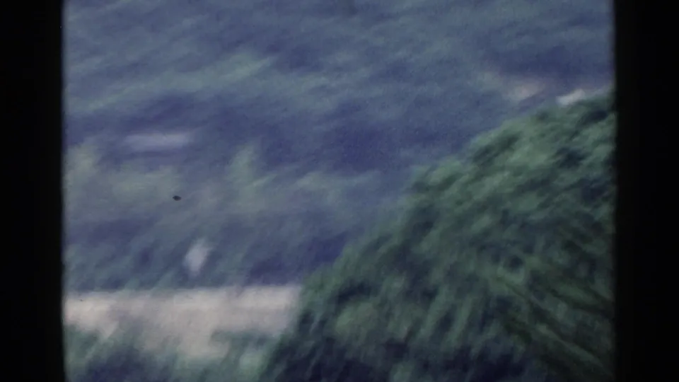 1953 Japan 8mm frame with a blurred hillside, pale roadside strip, and dense green tree seen from a moving vehicle.